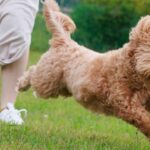 愛犬とお出かけ!おすすめドッグランとランチスポット