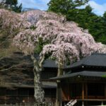 歴史と美の共演:樹齢約400年 日光田母沢御用邸の枝垂れ桜が満開!