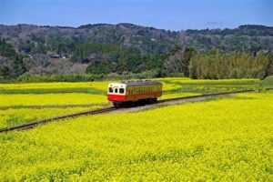 日帰りでも楽しめる！小湊鉄道で味わう千葉の春の魅力