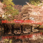 お花見スポット2025：夜桜ライトアップで楽しむ春の花見デート