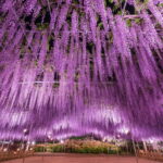 あしかがフラワーパーク 大藤棚と夜のライトアップ 4月12日(土)より