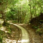 絶対行きたい!世界遺産屋久島を訪れるべき理由とエコツーリズムの楽しみ方