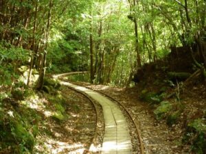 絶対行きたい！世界遺産屋久島を訪れるべき理由とエコツーリズムの楽しみ方