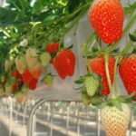 関東の春はいちご狩り!予約不要・駅近・送迎ありなど、おすすめスポット!