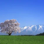 桜巡りドライブ 2025年版　東日本の絶景 一本桜5選特集！