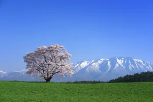 桜巡りドライブ 2025年版　東日本の絶景 一本桜5選特集！