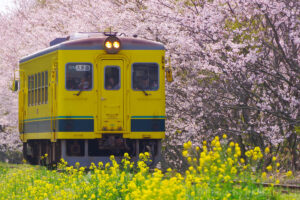 いすみ鉄道で行く、のんびり日帰り一人旅の新しい風景！