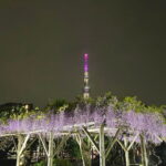 亀戸天神の藤まつり行ってきた!夜のライトアップ最高やんww