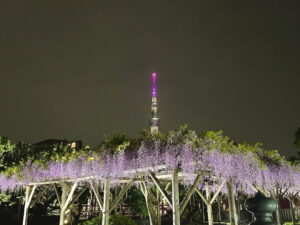 亀戸天神の藤まつり行ってきた!夜のライトアップ最高やんww
