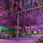 【圧巻の藤棚】尾張津島藤まつり2025: その魅力と春の訪れを体験！