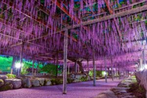 【圧巻の藤棚】尾張津島藤まつり2025: その魅力と春の訪れを体験!