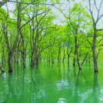 これ日本？山形飯豊の水没林！神秘的な絶景を体験する