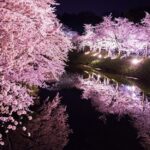 幻想的過ぎる?弘前公園の夜桜、マジでやばいんやけどwww