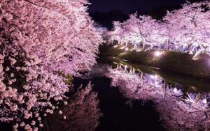 幻想的過ぎる?弘前公園の夜桜、マジでやばいんやけどwww