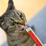 【猫のご当地グルメ？】旅ちゅ～るで広がる猫の旅飯が斬新過ぎたｗｗ