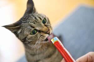 【猫のご当地グルメ?】旅ちゅ~るで広がる猫の旅飯が斬新過ぎたww
