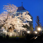 東北盛岡の春を彩る天然記念物、石割桜の開花便り!