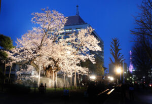 東北盛岡の春を彩る天然記念物、石割桜の開花便り！