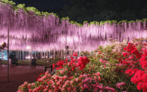 花の写真スポット！関東のお花畑でインスタ映え狙ってみたｗｗｗ