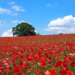 新緑の中で花と楽しむ！ 関東の5月おすすめ日帰りハイキング