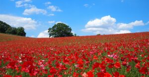 新緑の中で花と楽しむ！ 関東の5月おすすめ日帰りハイキング