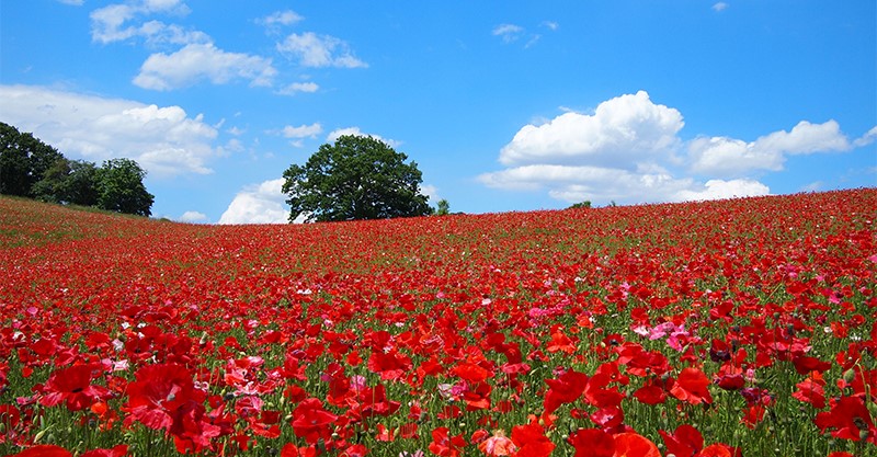 新緑の中で花と楽しむ！ 関東の5月おすすめ日帰りハイキング
