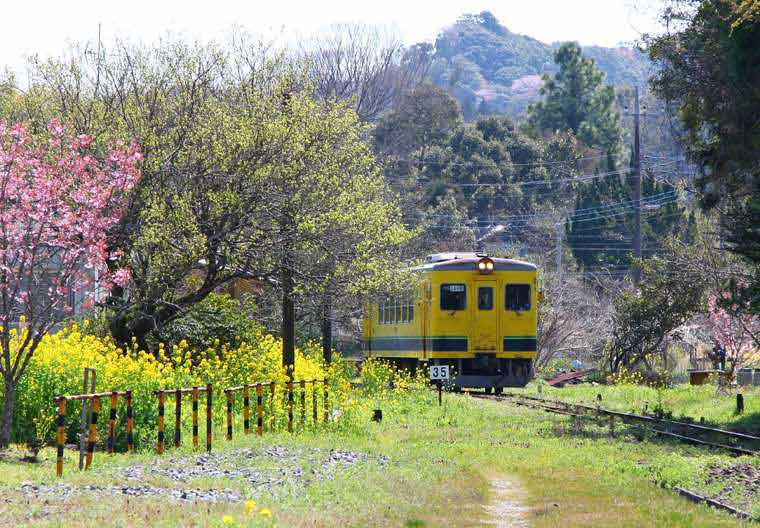 【朗報】いすみ鉄道で行く、心癒やされる里山の日帰り一人旅！