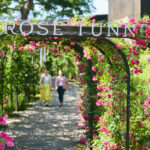 いばらきフラワーパーク、春バラシーズン到来！圧巻の9,000株！