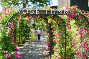 いばらきフラワーパーク、春バラシーズン到来！圧巻の9,000株！