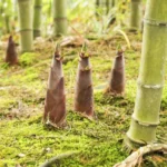 【悲報】 竹のこ掘り、カゴを置き忘れたらこうなるぞｗｗｗ