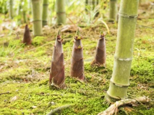 【悲報】 竹のこ掘り、カゴを置き忘れたらこうなるぞwww