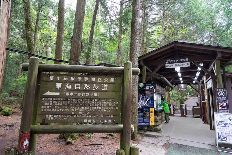国の天然記念物「富士の樹海」静寂で幻想的な世界を楽しもう!