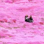 北海道大空町、圧巻のシバザクラが見頃！非日常の風景を楽しもう