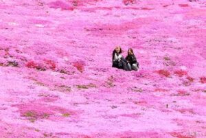 北海道大空町、圧巻のシバザクラが見頃！非日常の風景を楽しもう