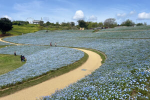 GWに千葉マザー牧場へ行ったらネモフィラ100万本がヤバすぎた件