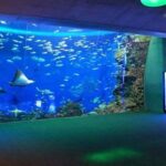 千葉・鴨川シーワールド「大人限定！夜の水族館鑑賞」プラン！