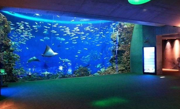 千葉・鴨川シーワールド「大人限定!夜の水族館鑑賞」プラン!
