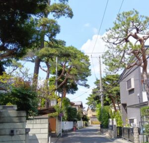 埼玉の大宮に、町中が盆栽に溢れる「盆栽村」が存在した！ｗｗｗ