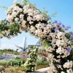 大阪「万博記念公園  春のローズフェスタ」 5月10日より開催！