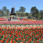 岩手「雪谷川ダムフォリストパーク」チューリップ15万本40種が咲き誇る!