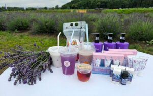 埼玉「らんざんラベンダーまつり」香りの強いグロッソも楽しめる