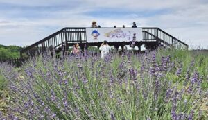 埼玉県「嵐山町のラベンダーまつり」2025年は見学無料だとっ？