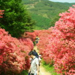 宮城県「全体が朱色に染まった徳仙山」50万本のつつじが絶景!