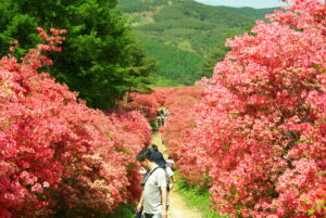 宮城県「全体が朱色に染まった徳仙山」50万本のつつじが絶景！