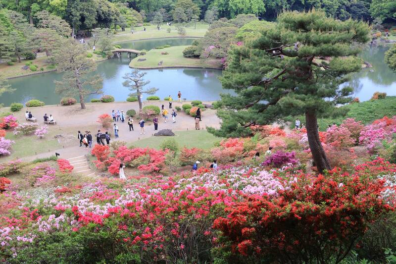 東京23区のつつじ名所「六義園」でツツジが見頃!峠斜面が圧巻!