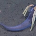 えっ?セーラームーン風の深海魚が遂に発見!その正体とは?