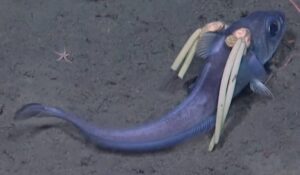 えっ？セーラームーン風の深海魚が遂に発見！その正体とは？