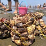 横浜で大人気の潮干狩りスポット「海の公園」の楽しみ方！