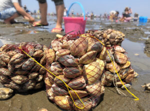 横浜で大人気の潮干狩りスポット「海の公園」の楽しみ方！