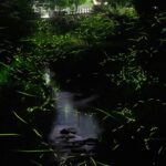 熊本県「ホタルの里」で幻想的なホタルの舞が最盛期！ｗｗｗ